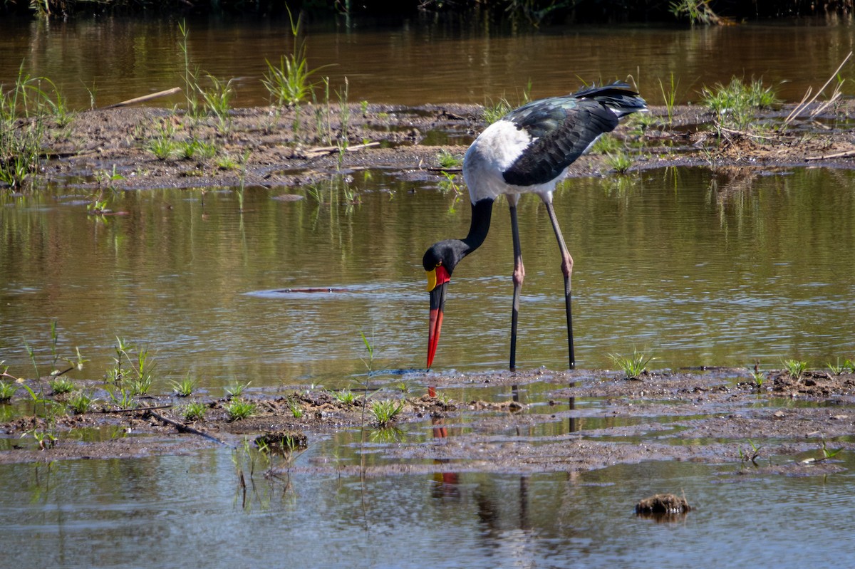 Saddle-billed Stork - ML645813256