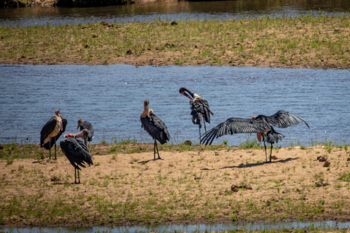 Marabou Stork - ML645813260