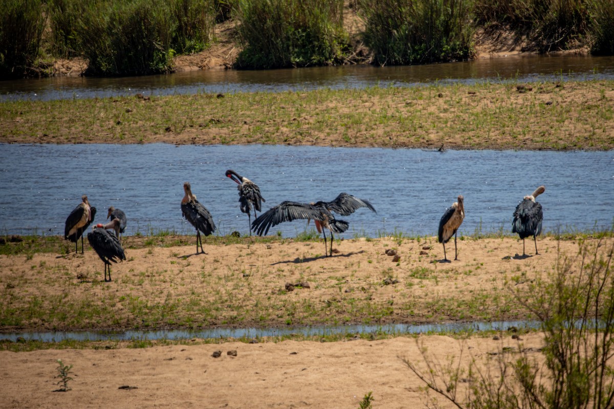 Marabou Stork - ML645813261