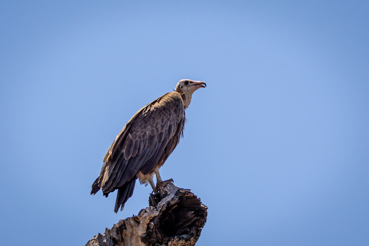 Hooded Vulture - ML645813265