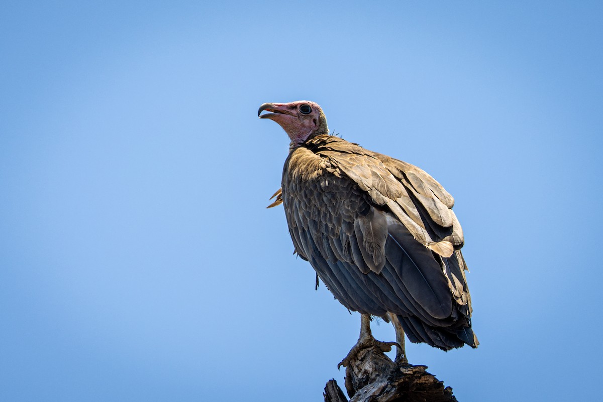 Hooded Vulture - ML645813266