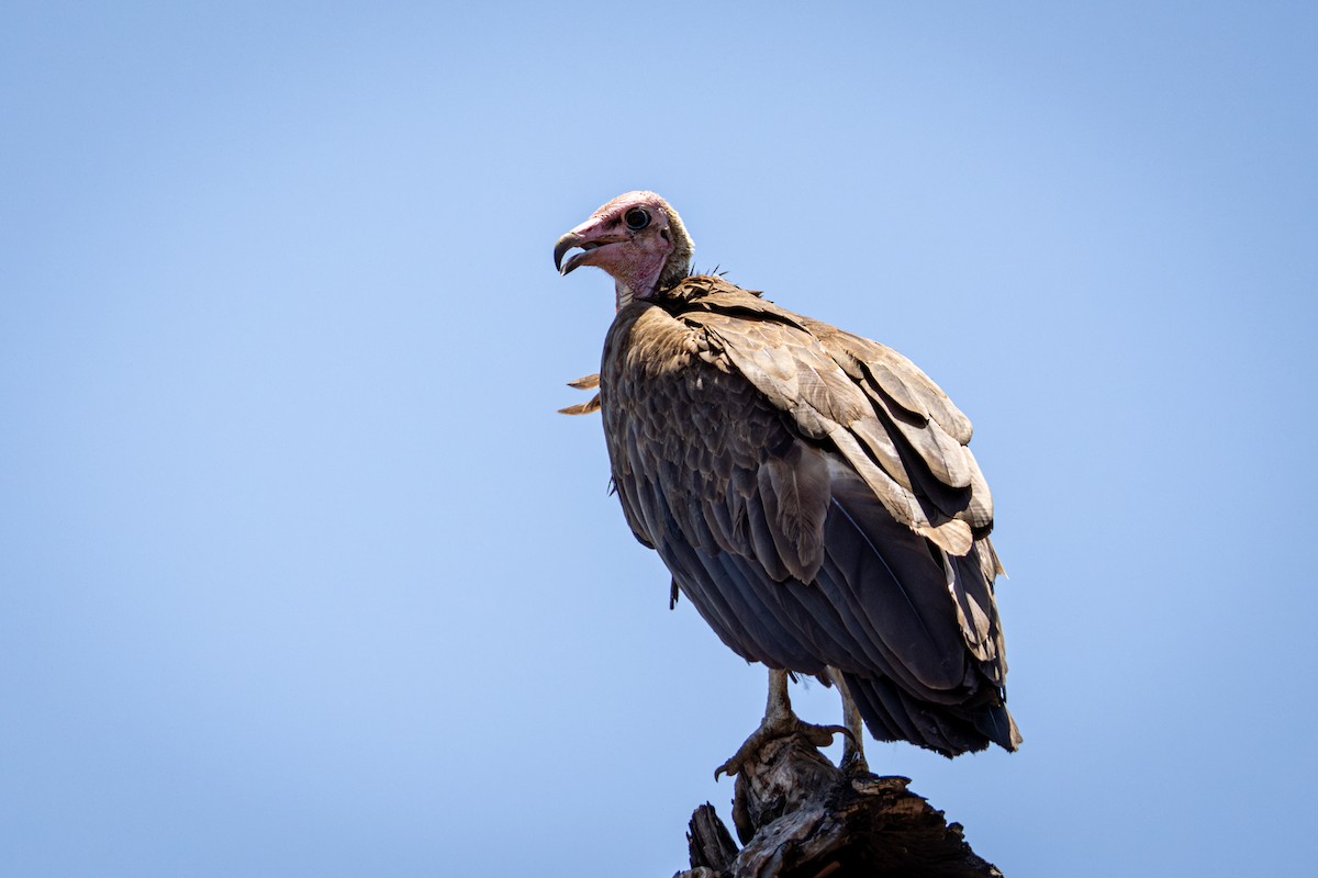 Hooded Vulture - ML645813267