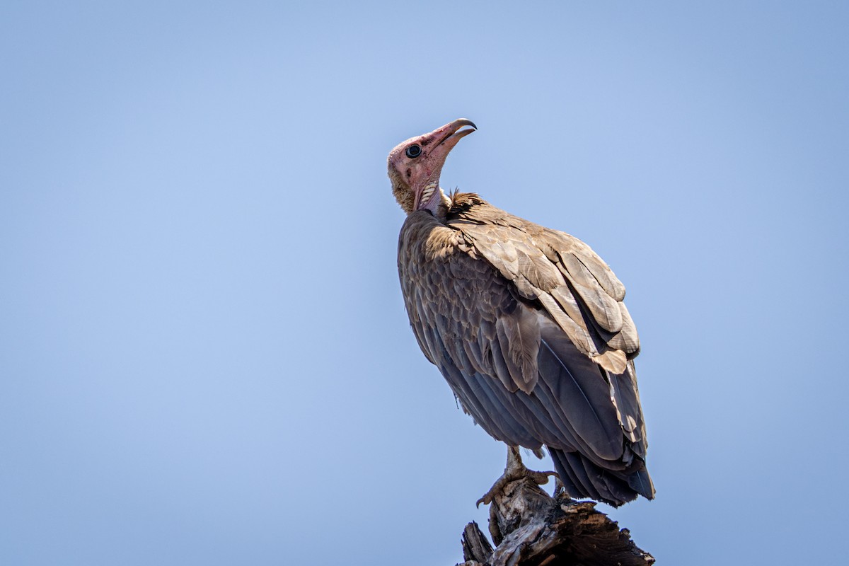 Hooded Vulture - ML645813268