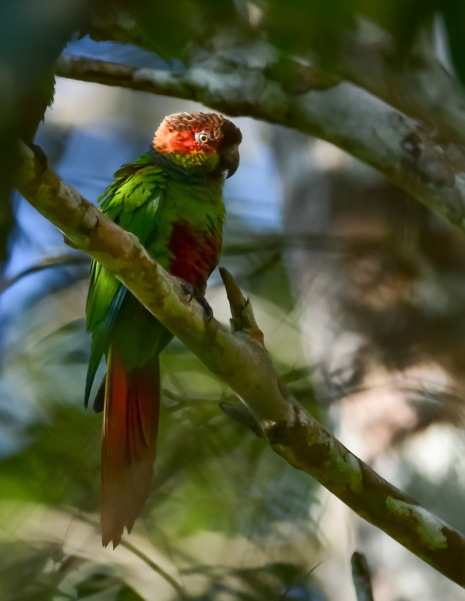 Ochre-marked Parakeet - ML645813278