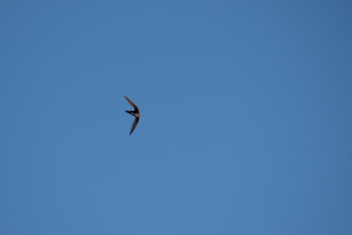 White-throated Swift - ML645813283