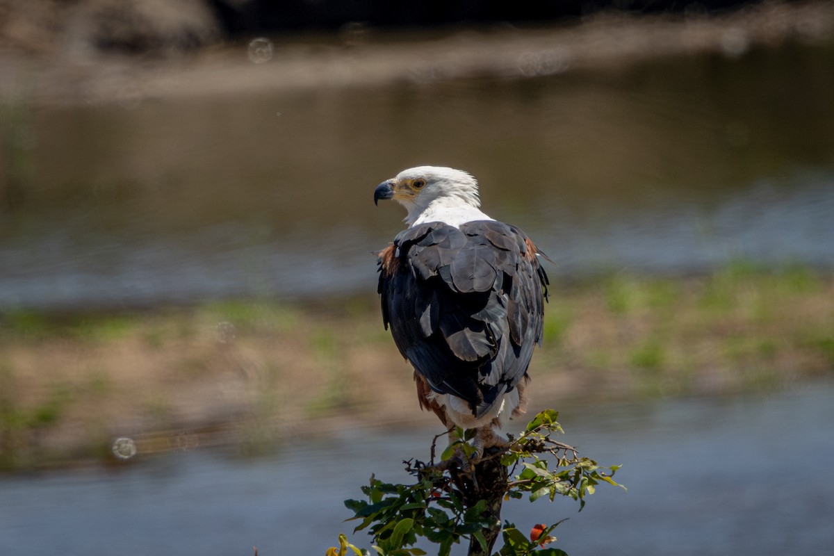 African Fish-Eagle - ML645813284