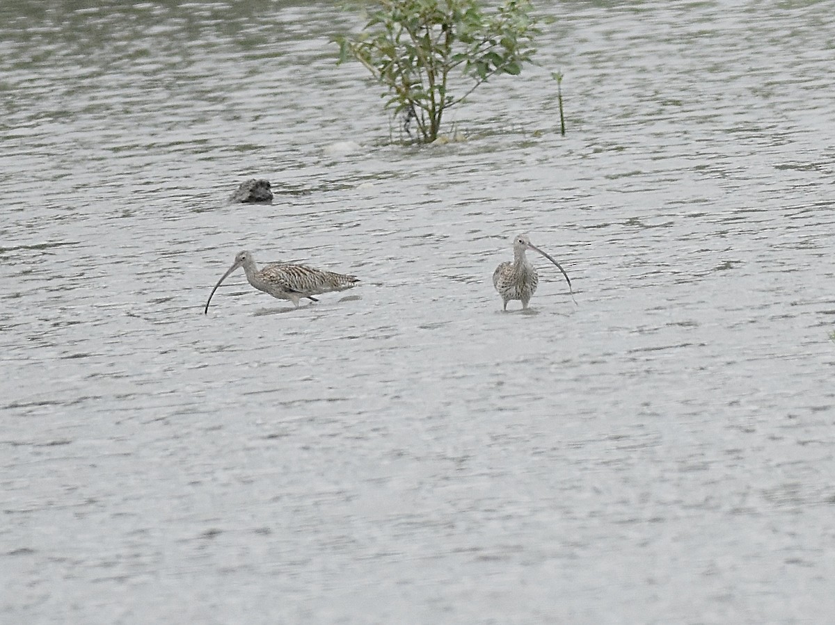 Far Eastern Curlew - ML645813287