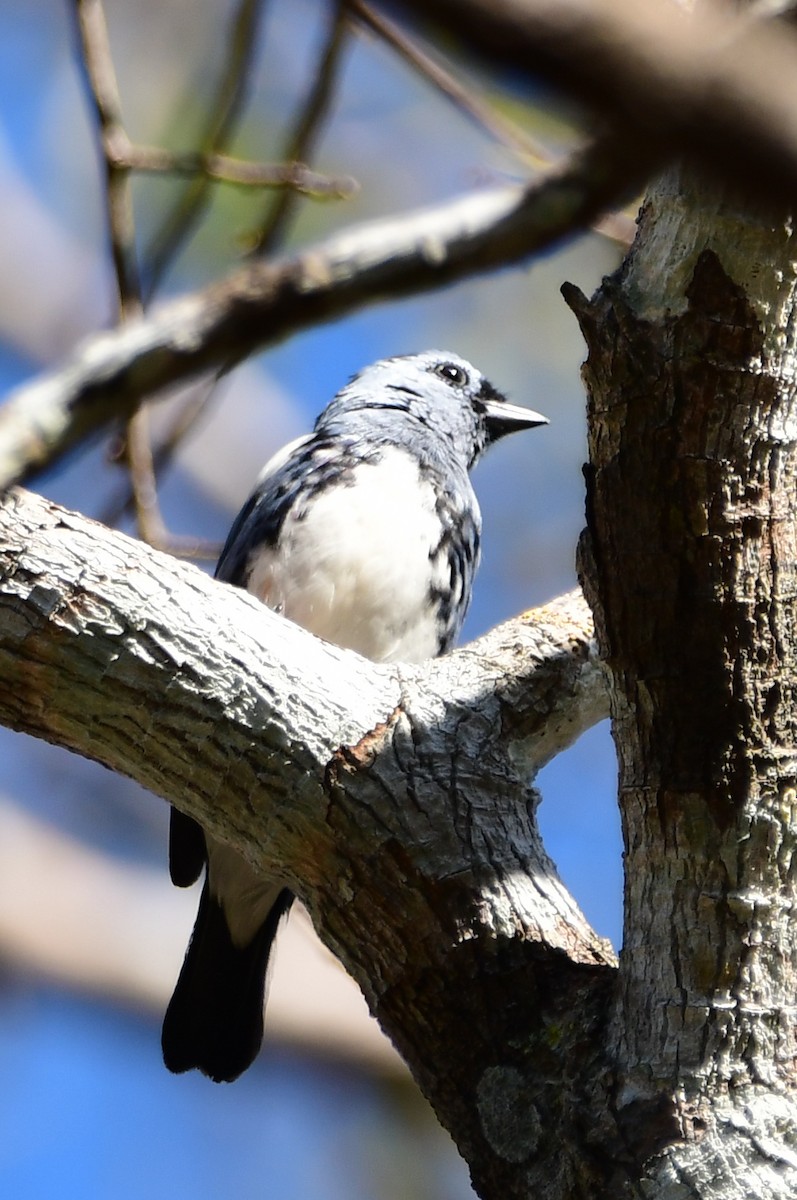 White-bellied Tanager - ML645813288