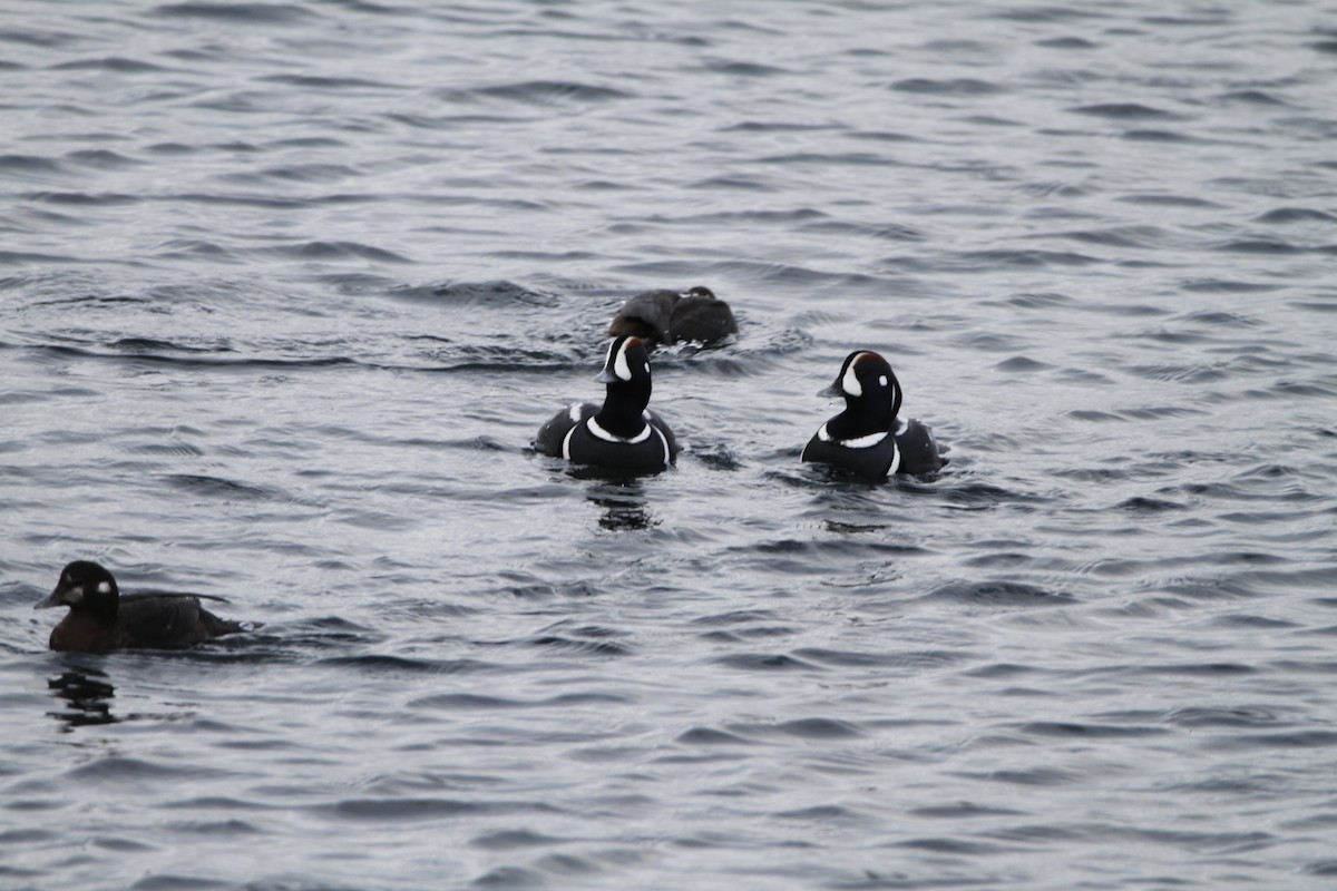 Harlequin Duck - ML645813295