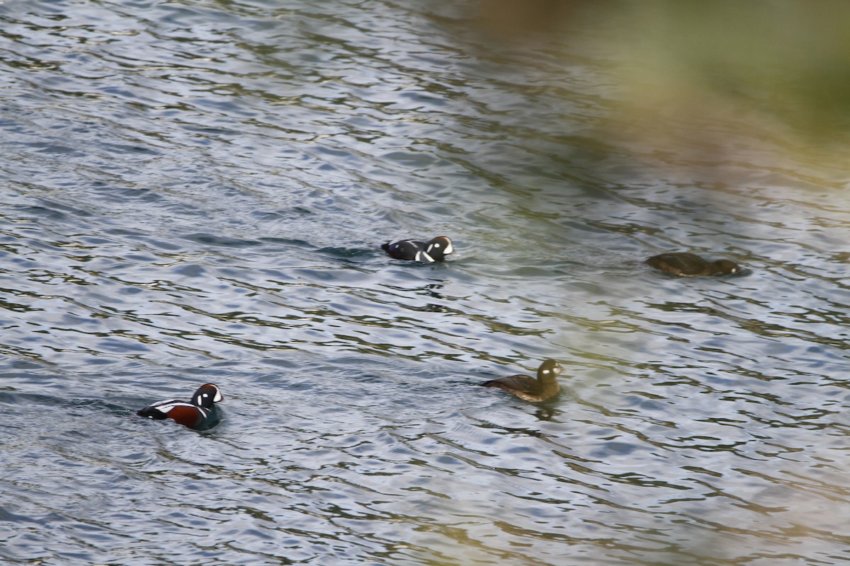 Harlequin Duck - ML645813297