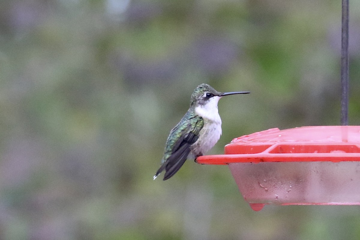 Ruby-throated Hummingbird - ML645813306