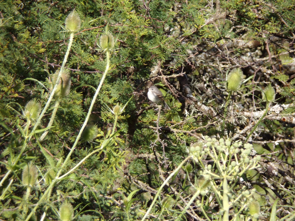 White-crested Tyrannulet - ML645813309