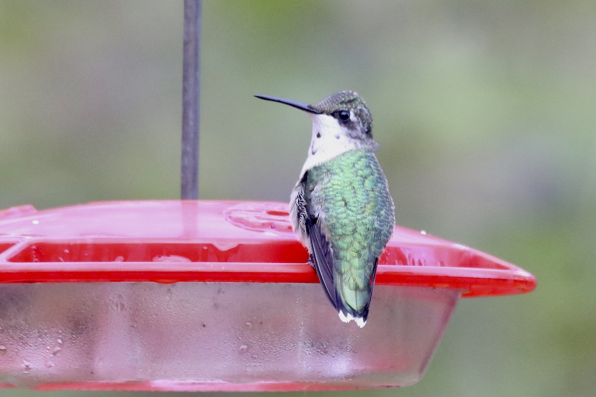 Ruby-throated Hummingbird - ML645813310