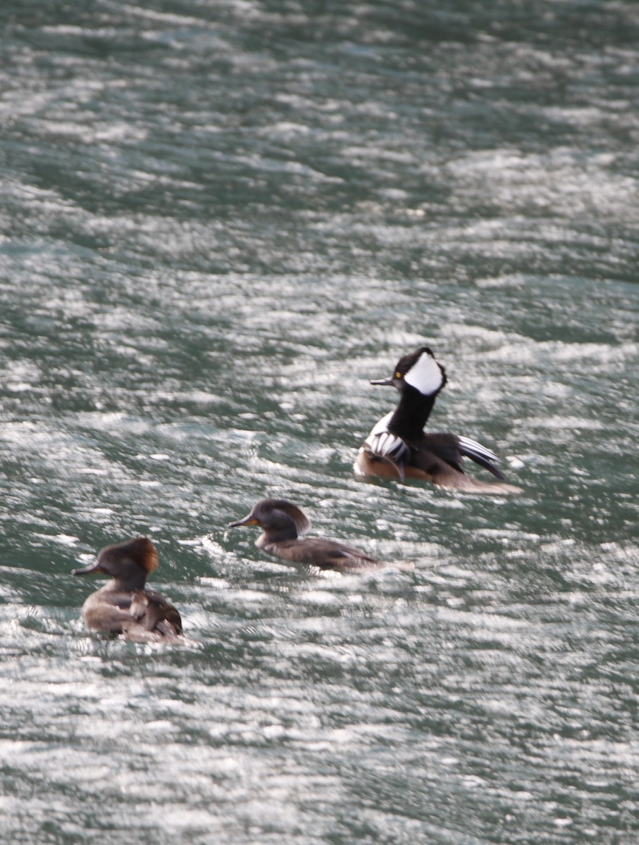 Serreta Capuchona - ML645813312