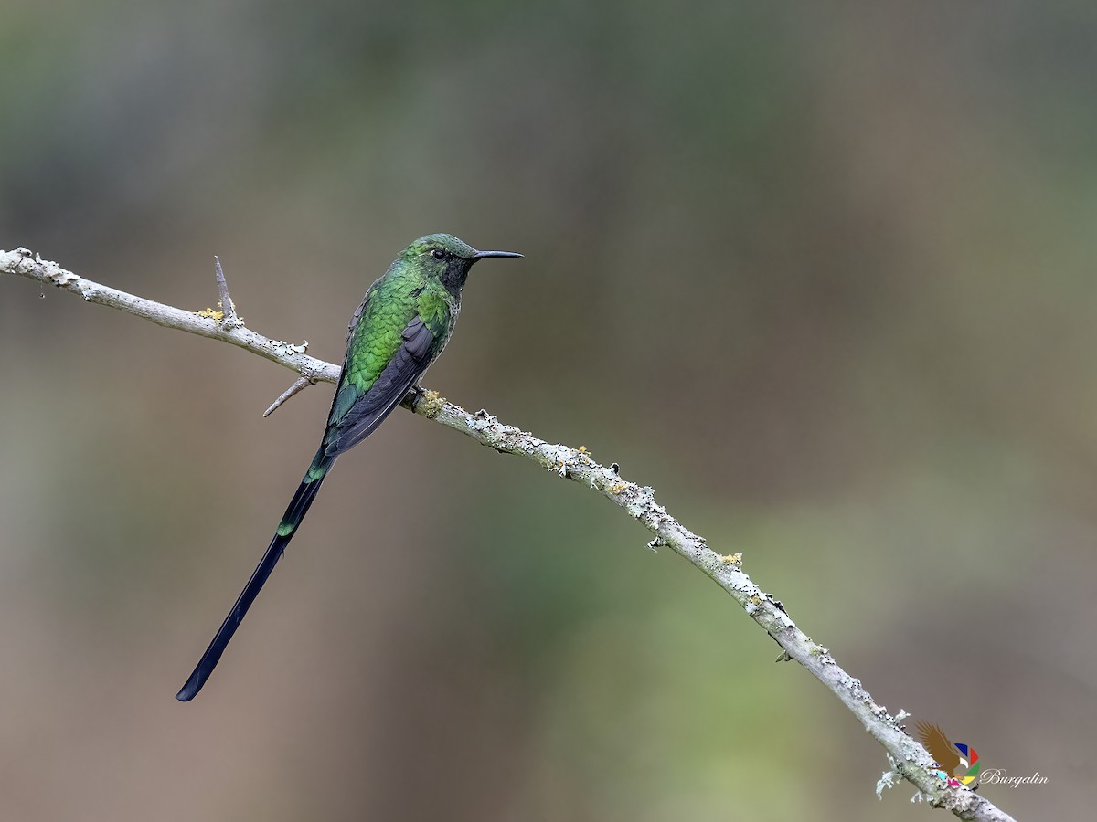 ミドリフタオハチドリ - ML645813315