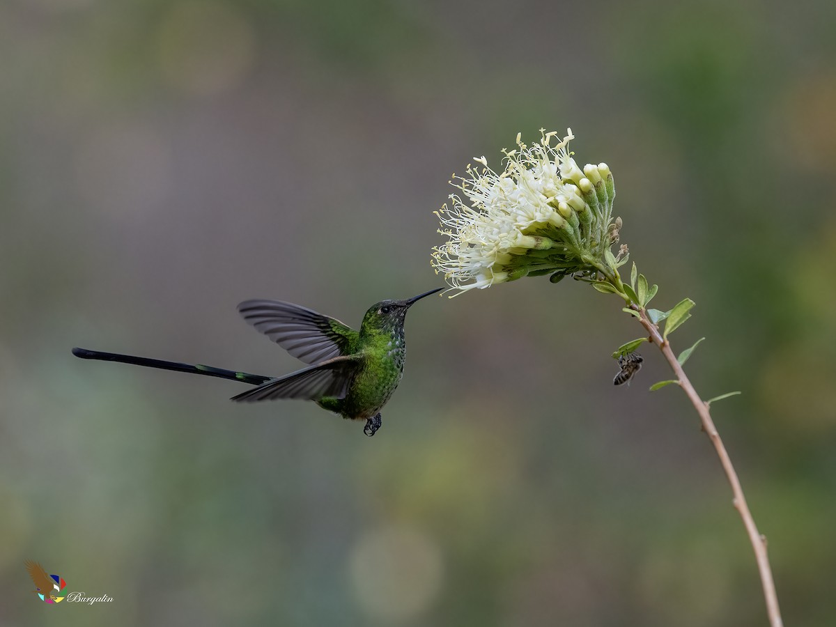 ミドリフタオハチドリ - ML645813316