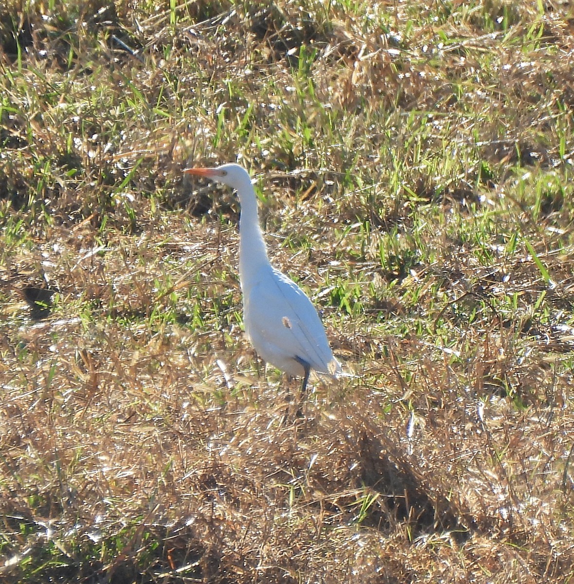 Western Cattle-Egret - ML645813317