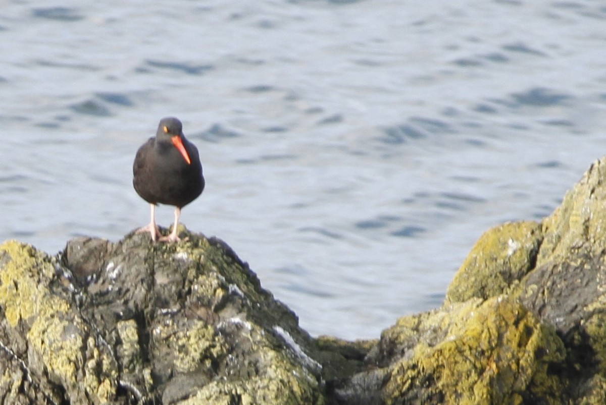 Ostrero Negro Norteamericano - ML645813318