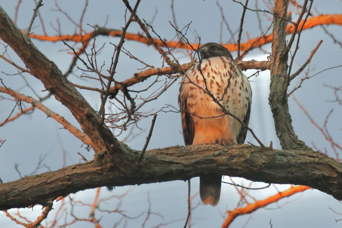 Red-shouldered Hawk - ML645813319