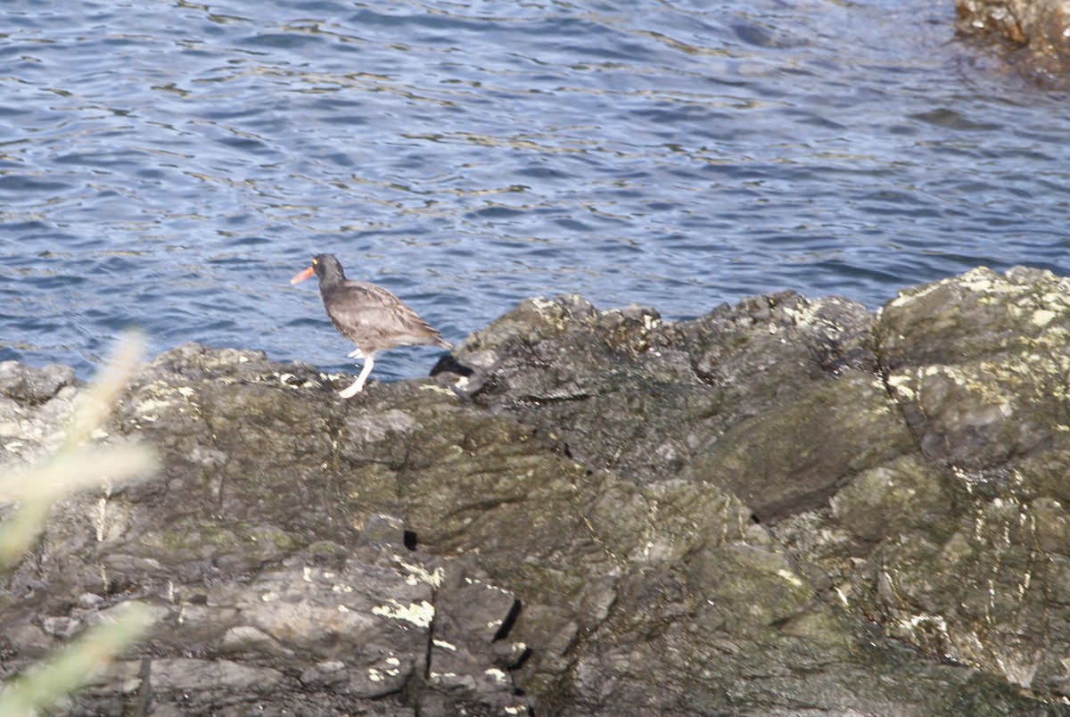 Ostrero Negro Norteamericano - ML645813320