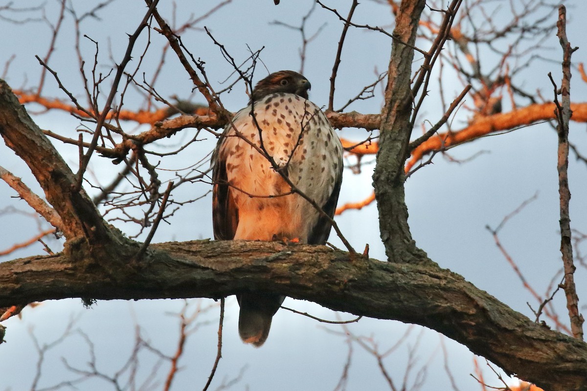 Red-shouldered Hawk - ML645813324
