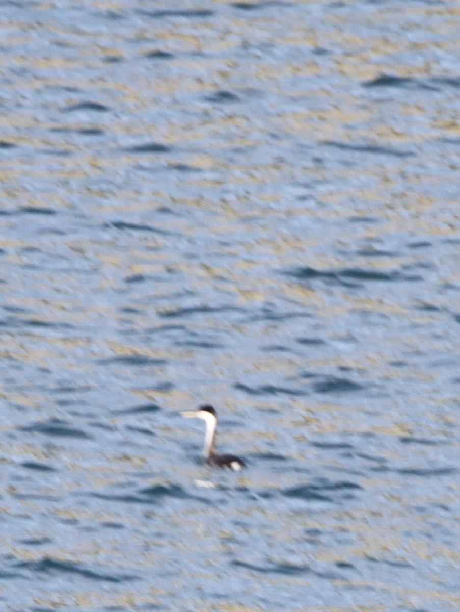 Achichilique Común - ML645813329