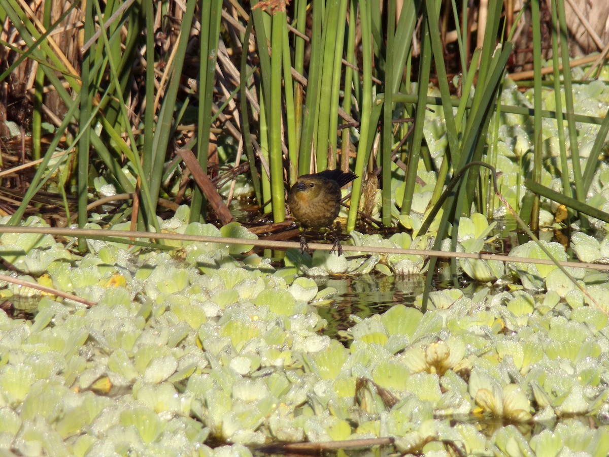 チャガシラハゴロモガラス - ML645813330