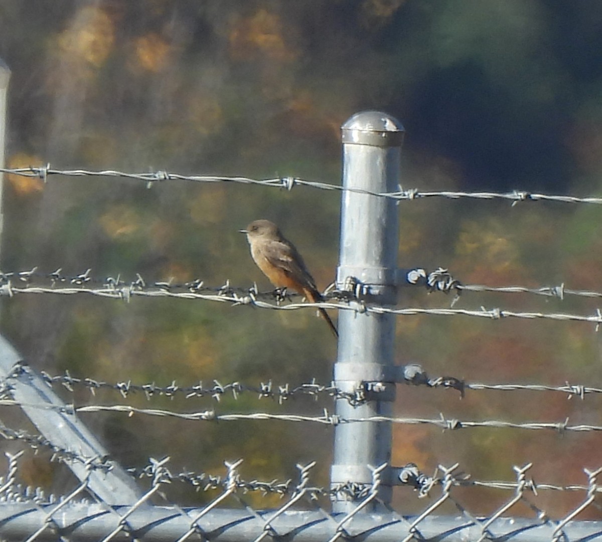 Say's Phoebe - ML645813331