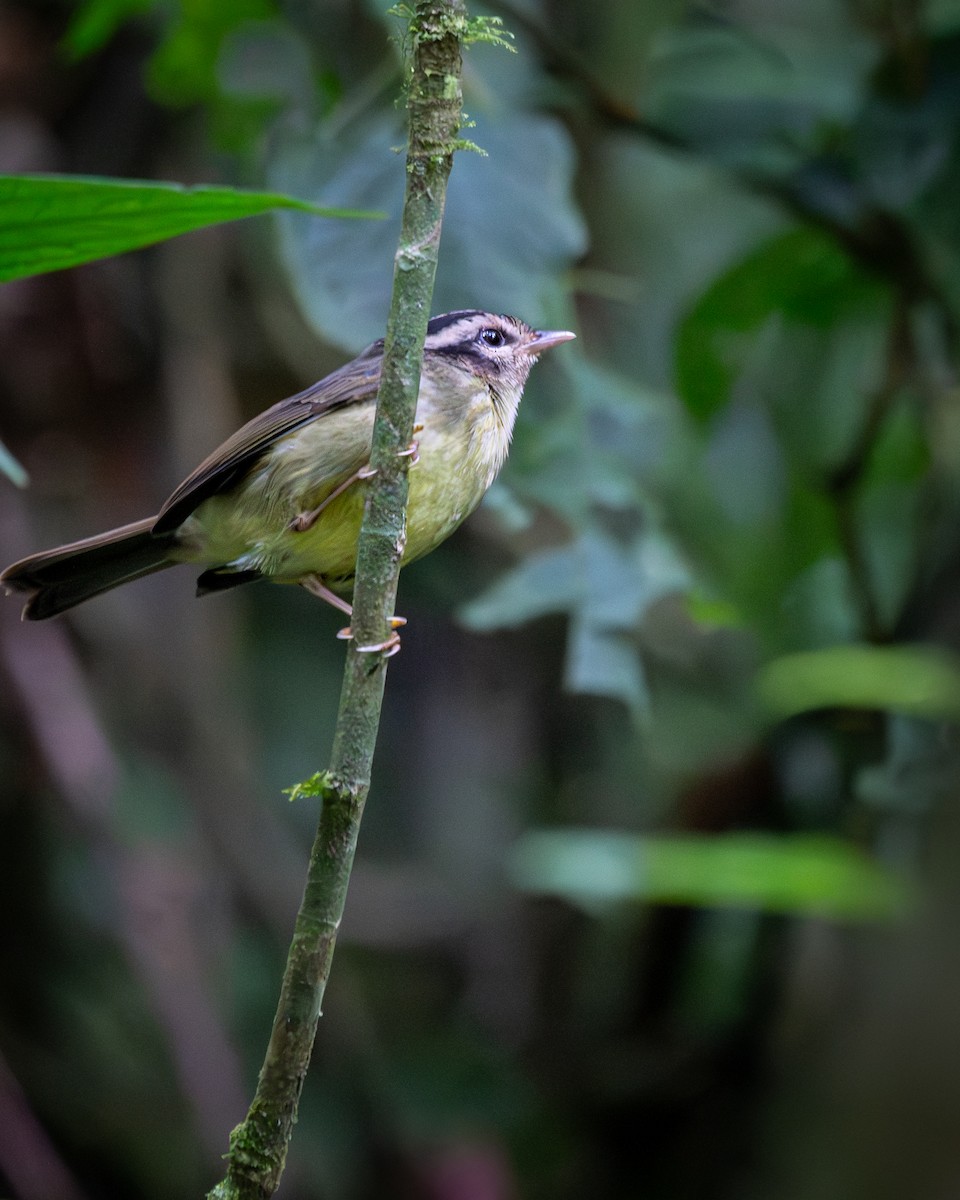 Costa Rican Warbler - ML645813334