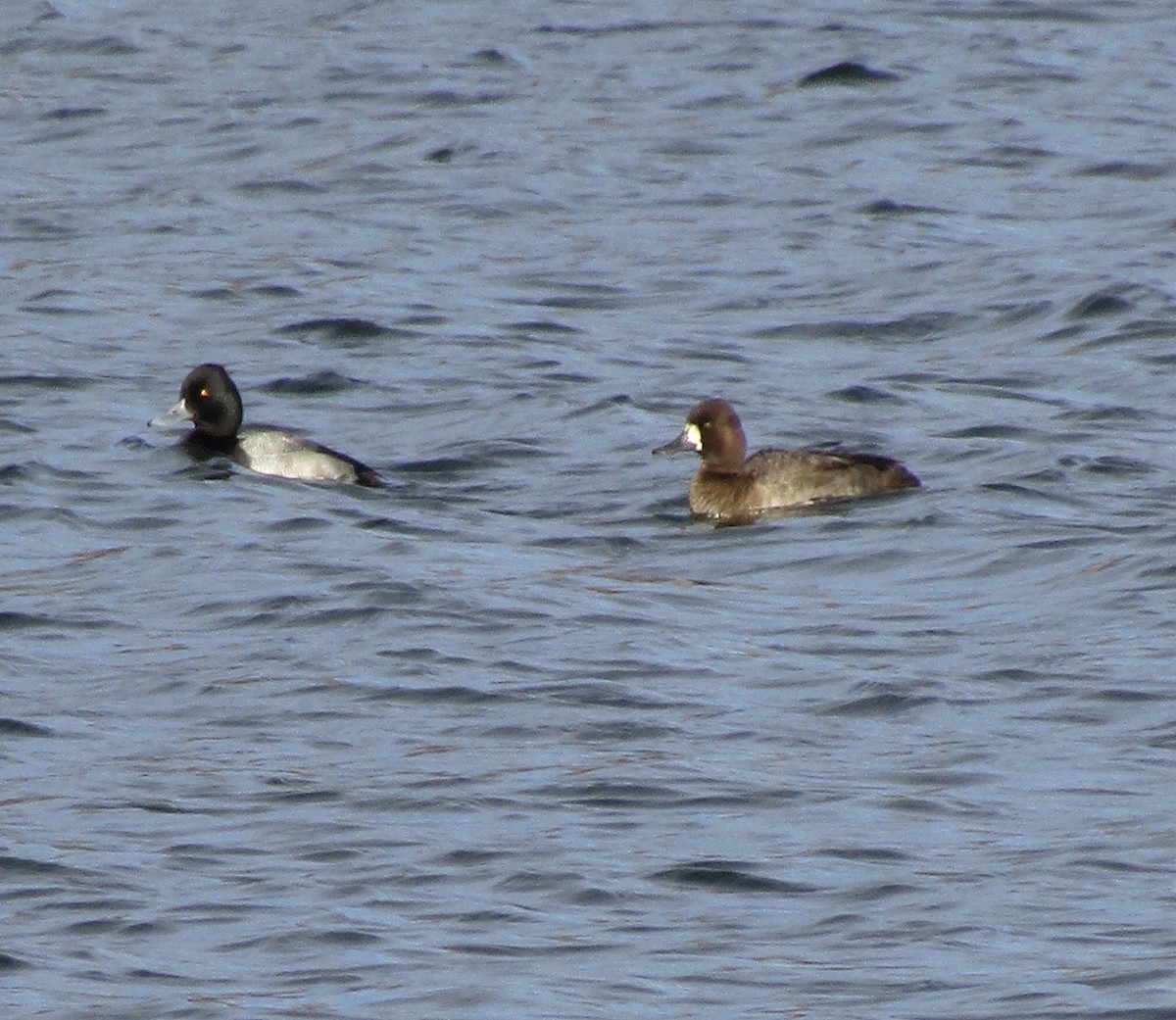 Lesser Scaup - ML645813336