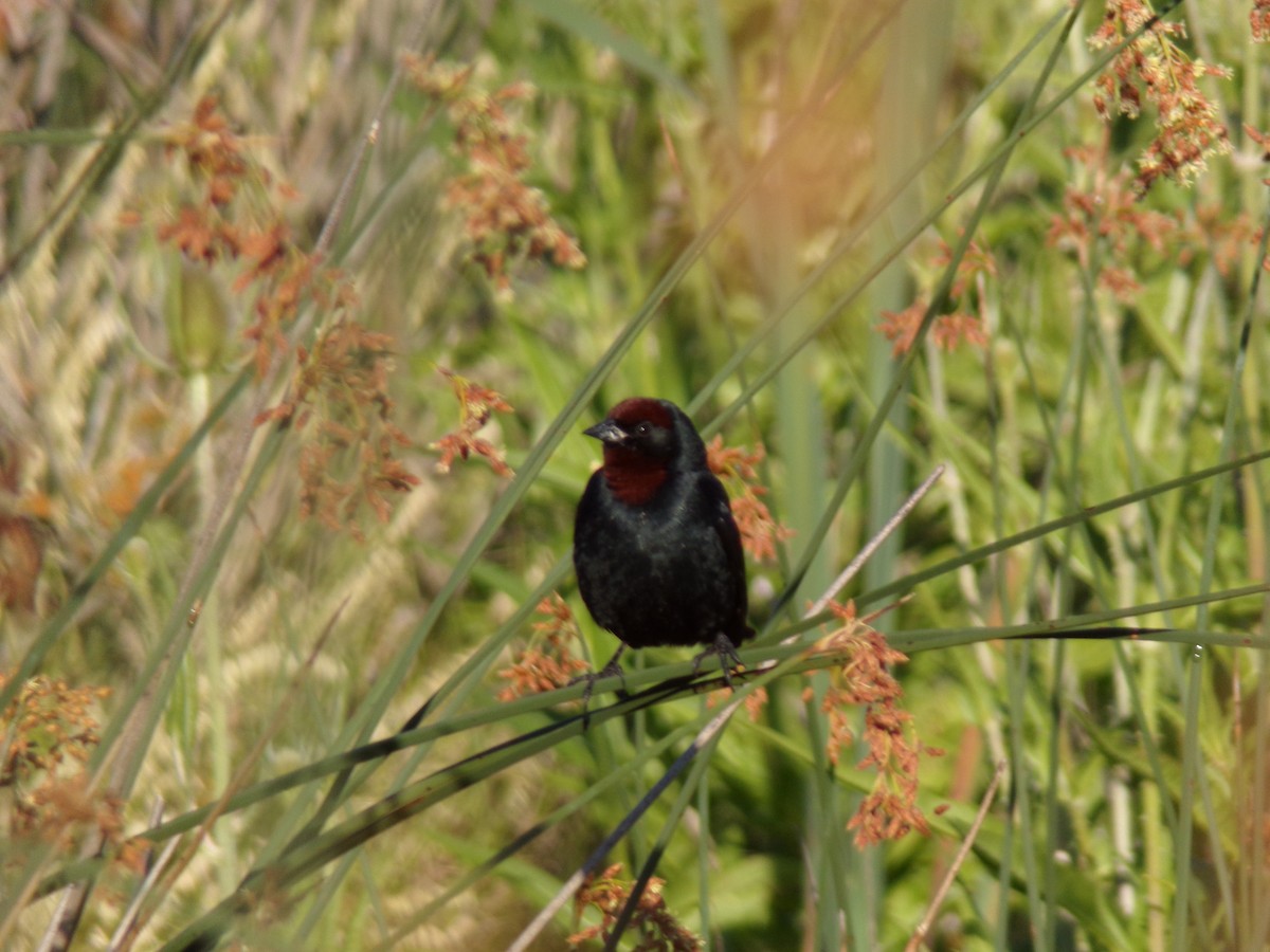 チャガシラハゴロモガラス - ML645813338