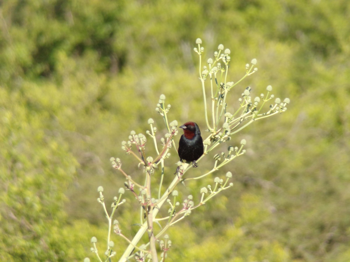 チャガシラハゴロモガラス - ML645813339