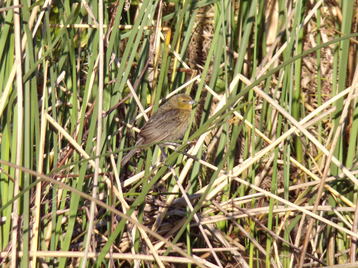 チャガシラハゴロモガラス - ML645813340