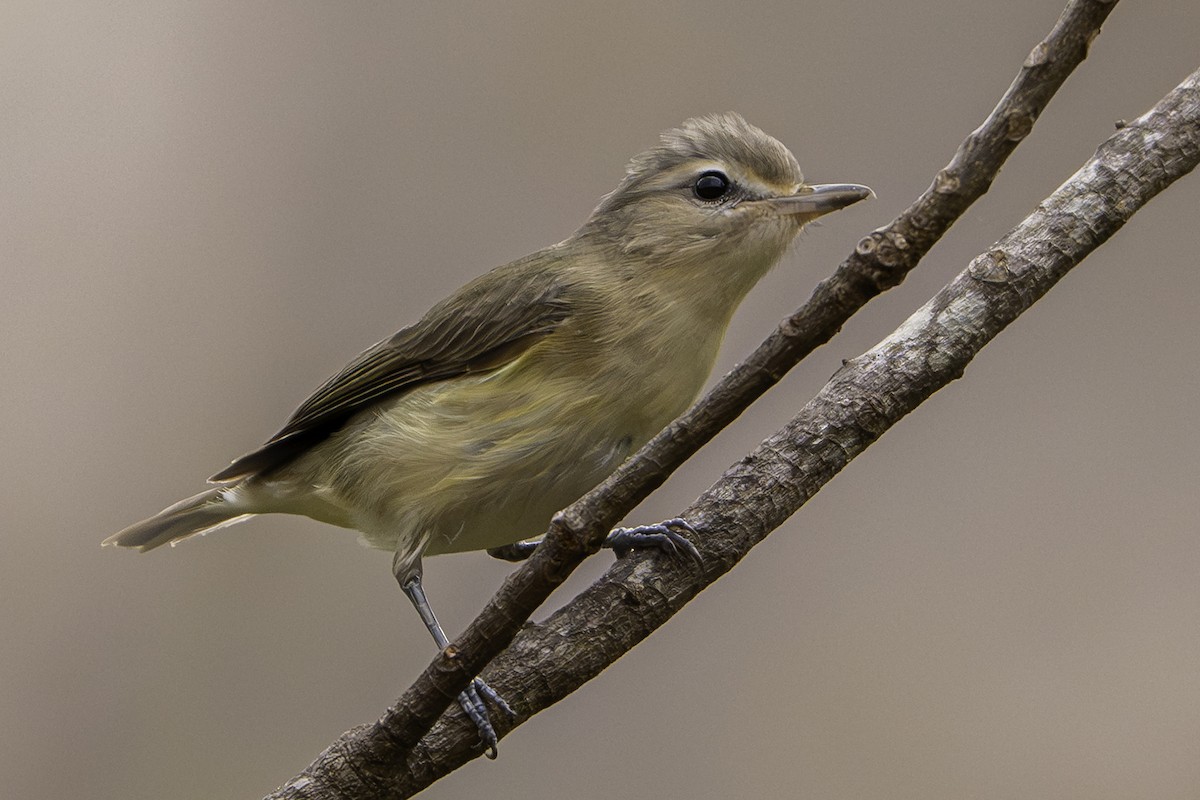 Eastern/Western Warbling Vireo - ML645813341