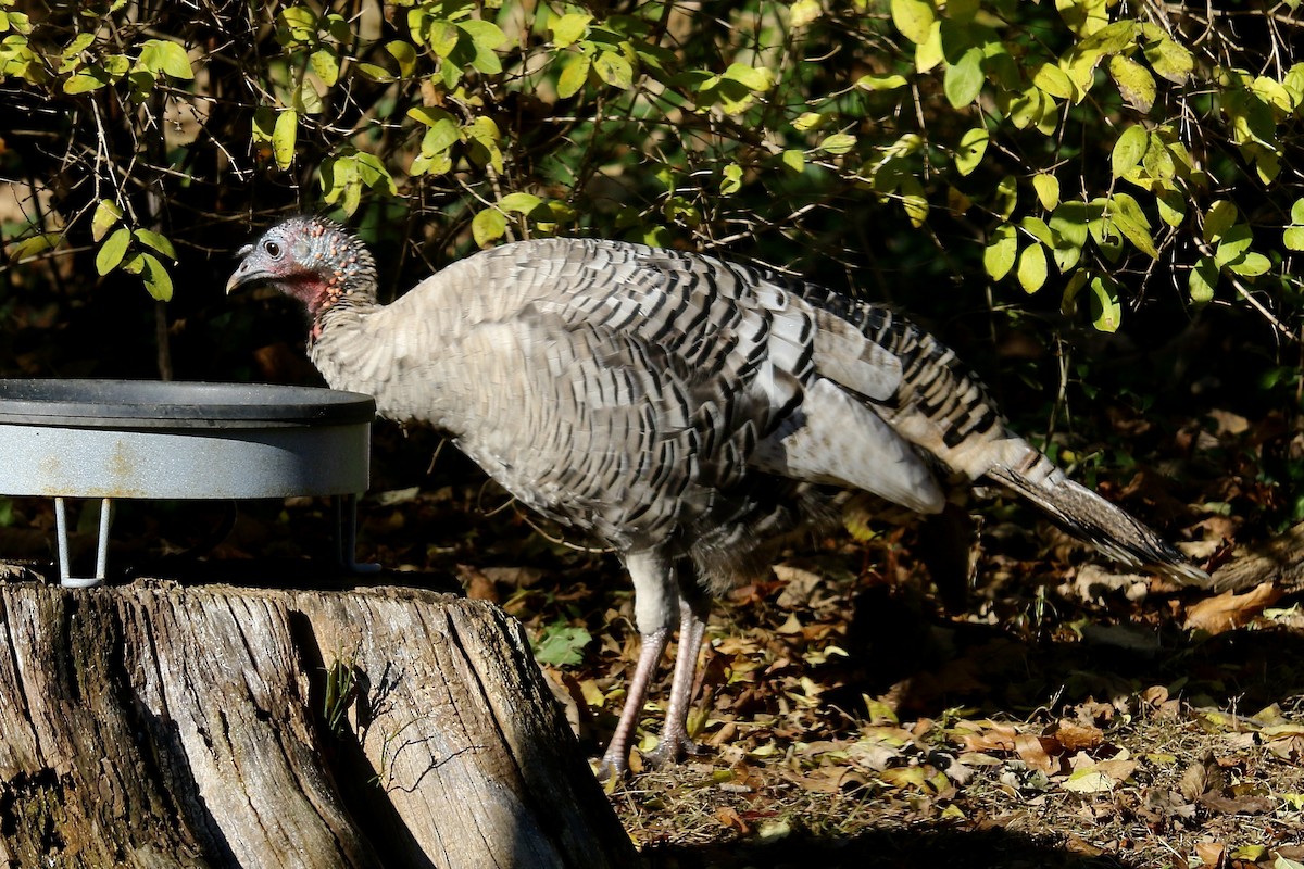 Wild Turkey - ML645813344