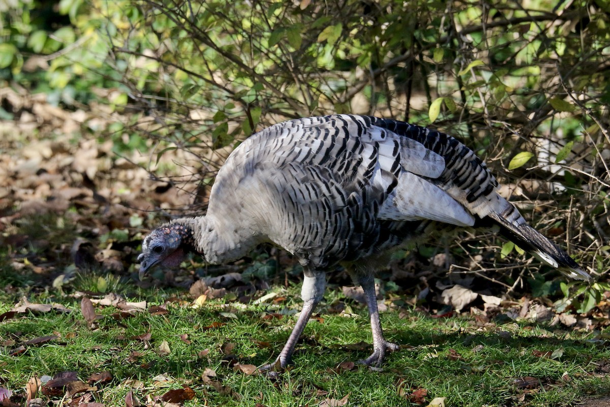 Wild Turkey - ML645813345