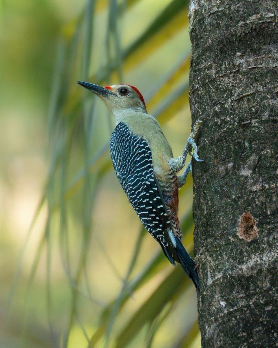 Golden-fronted Woodpecker - ML645813357