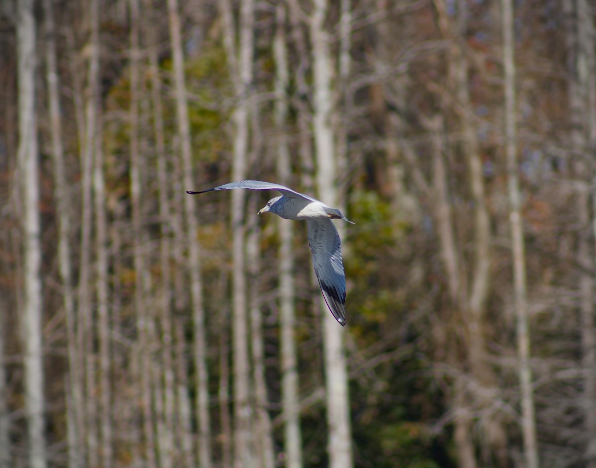 Ring-billed Gull - ML645813368