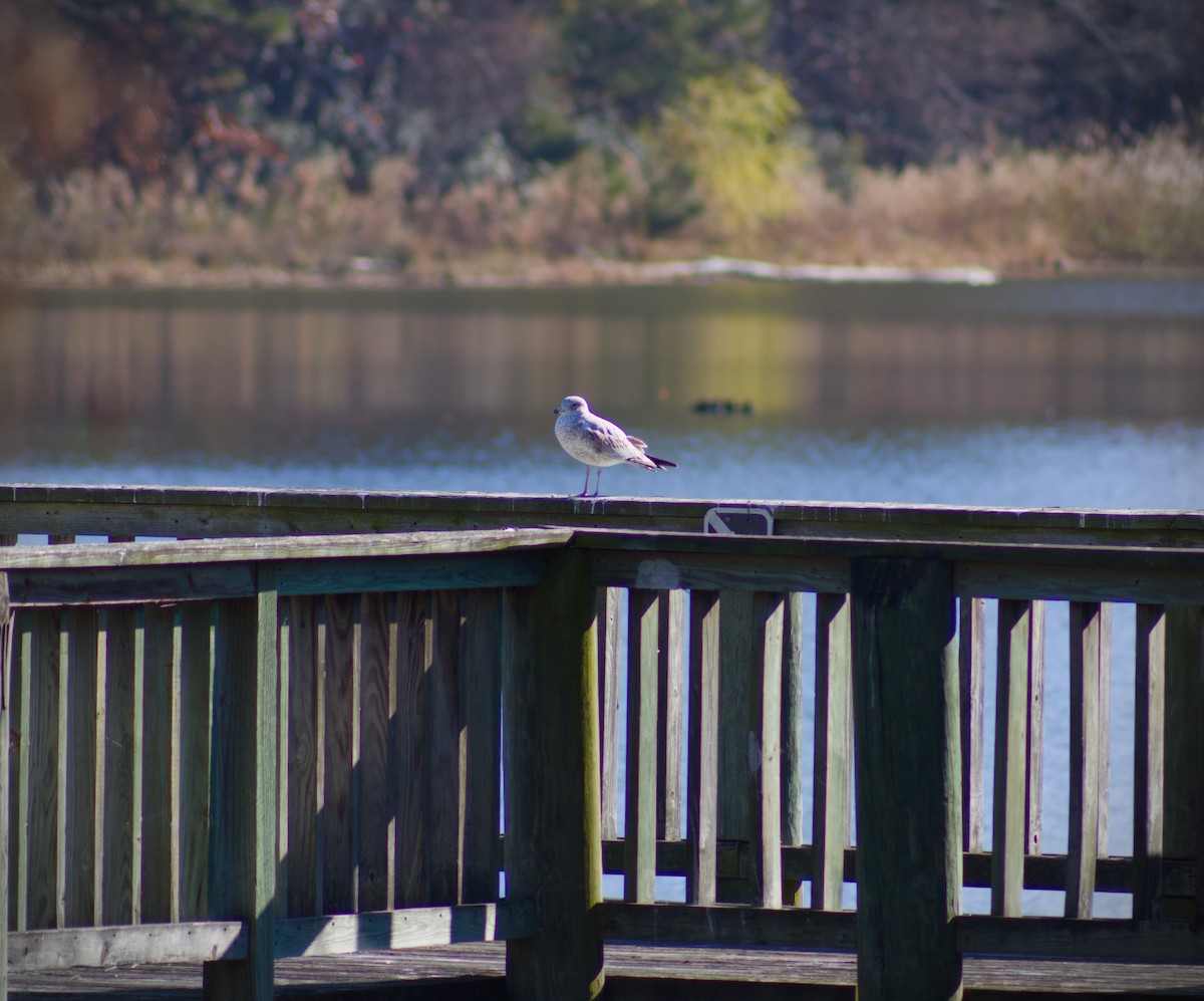 Ring-billed Gull - ML645813369