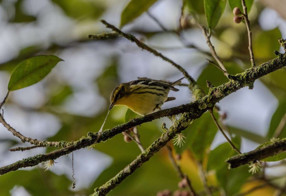 Blackburnian Warbler - ML645813377