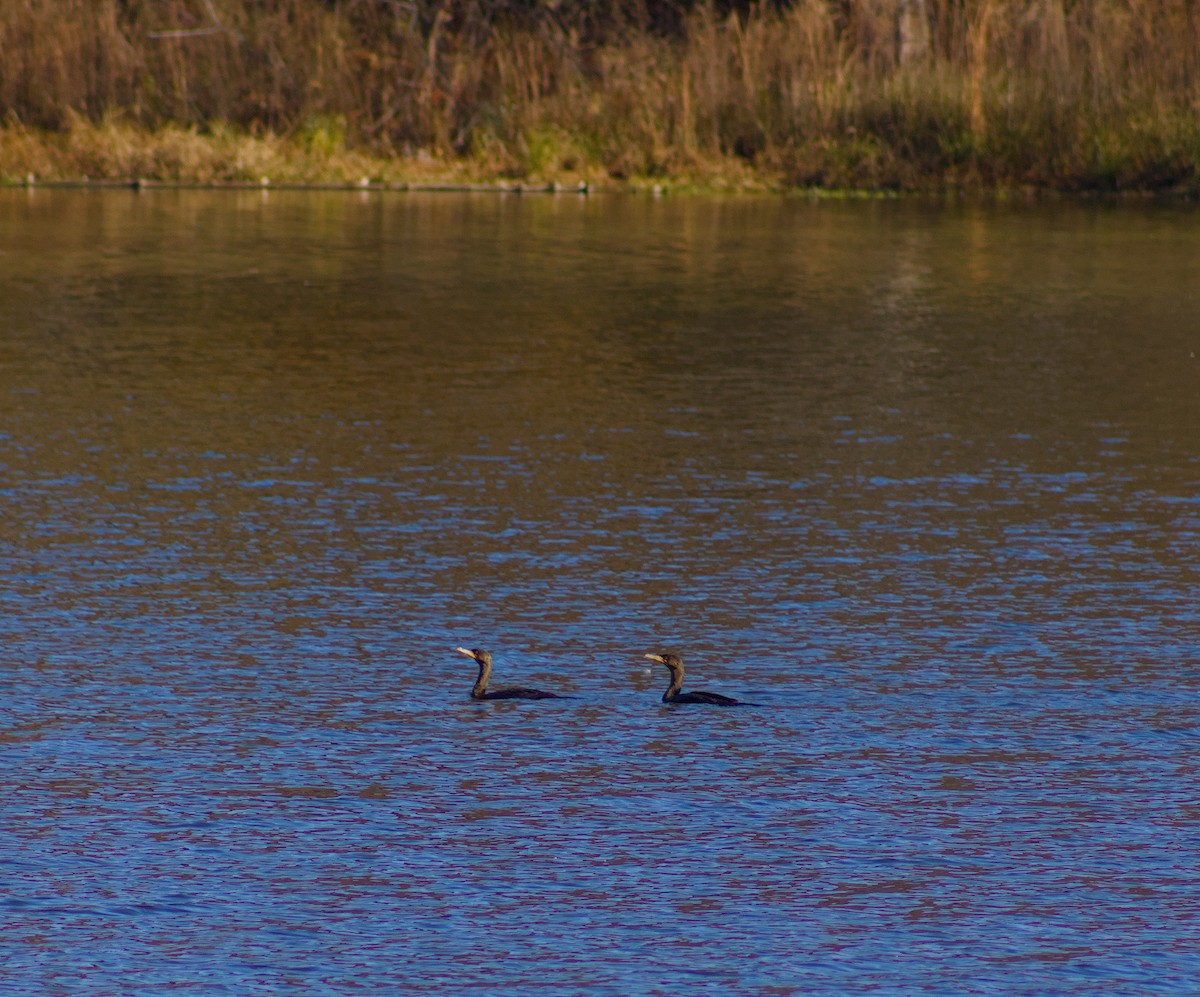 Double-crested Cormorant - ML645813378