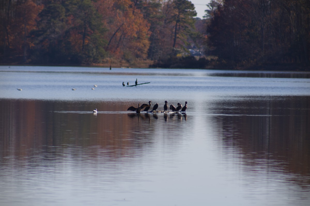 Double-crested Cormorant - ML645813379