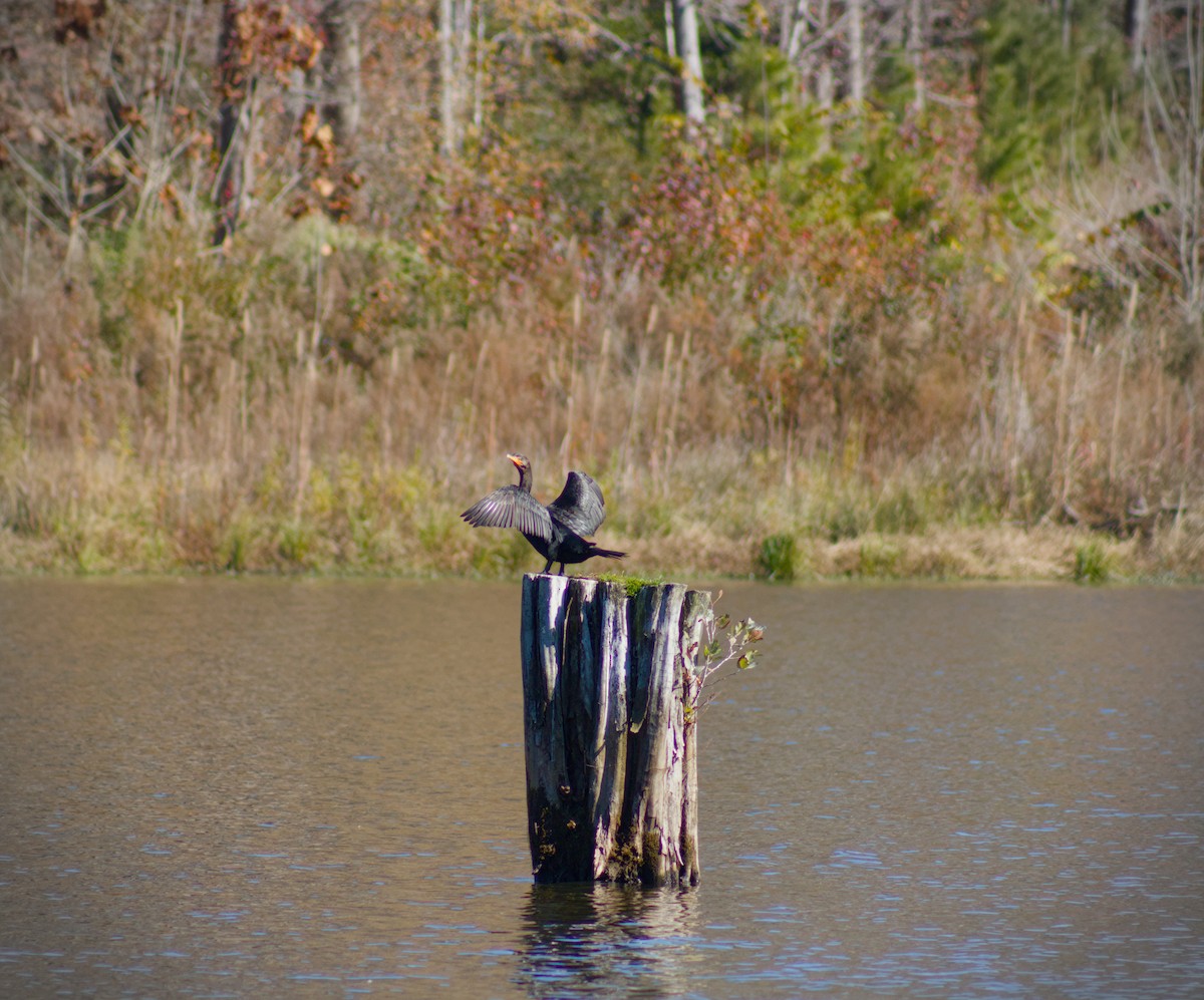Double-crested Cormorant - ML645813380