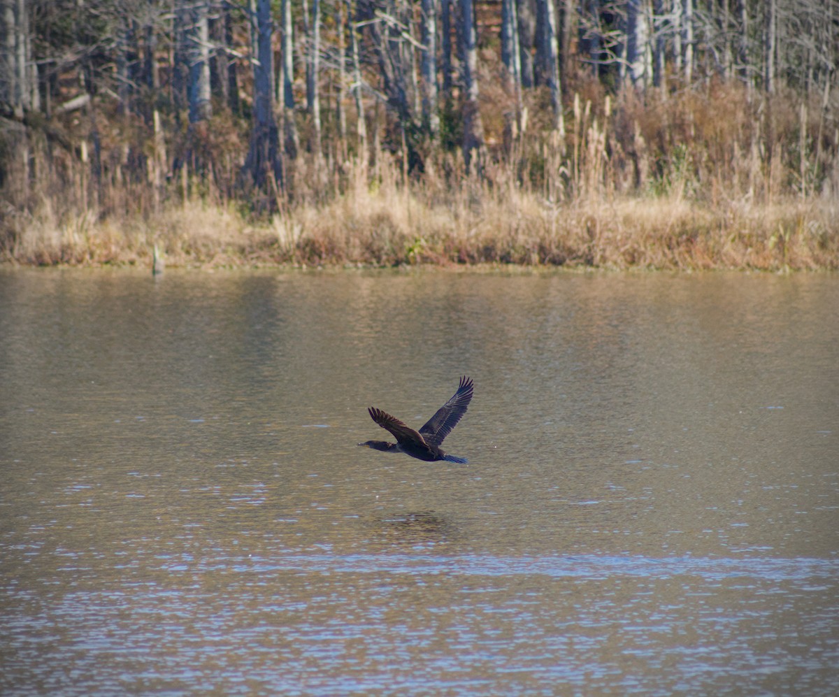 Double-crested Cormorant - ML645813381