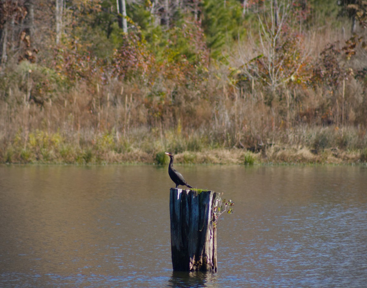 Double-crested Cormorant - ML645813382
