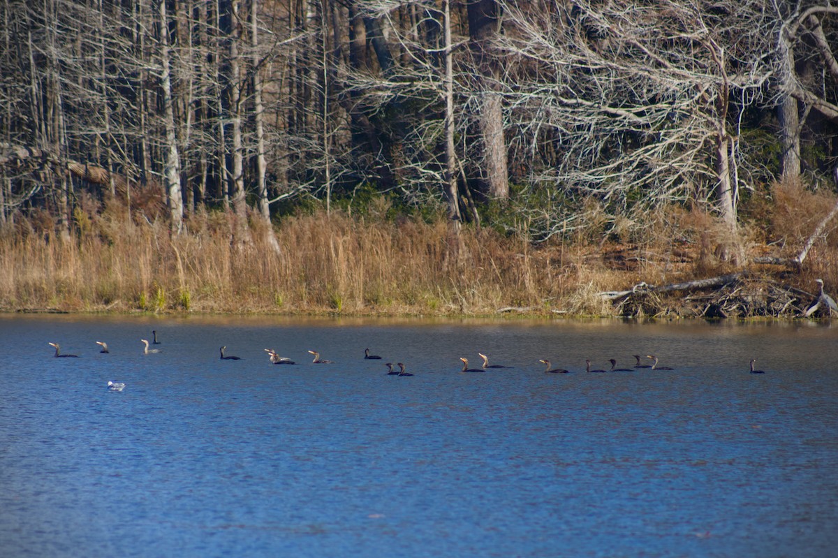 Double-crested Cormorant - ML645813383