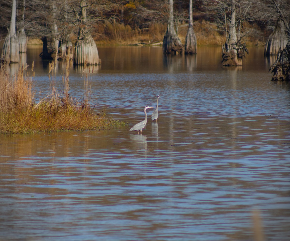 Great Blue Heron - ML645813386