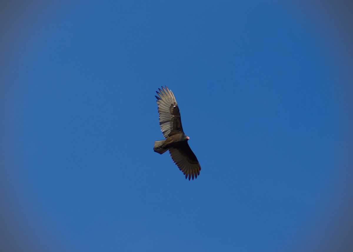 Turkey Vulture - ML645813387