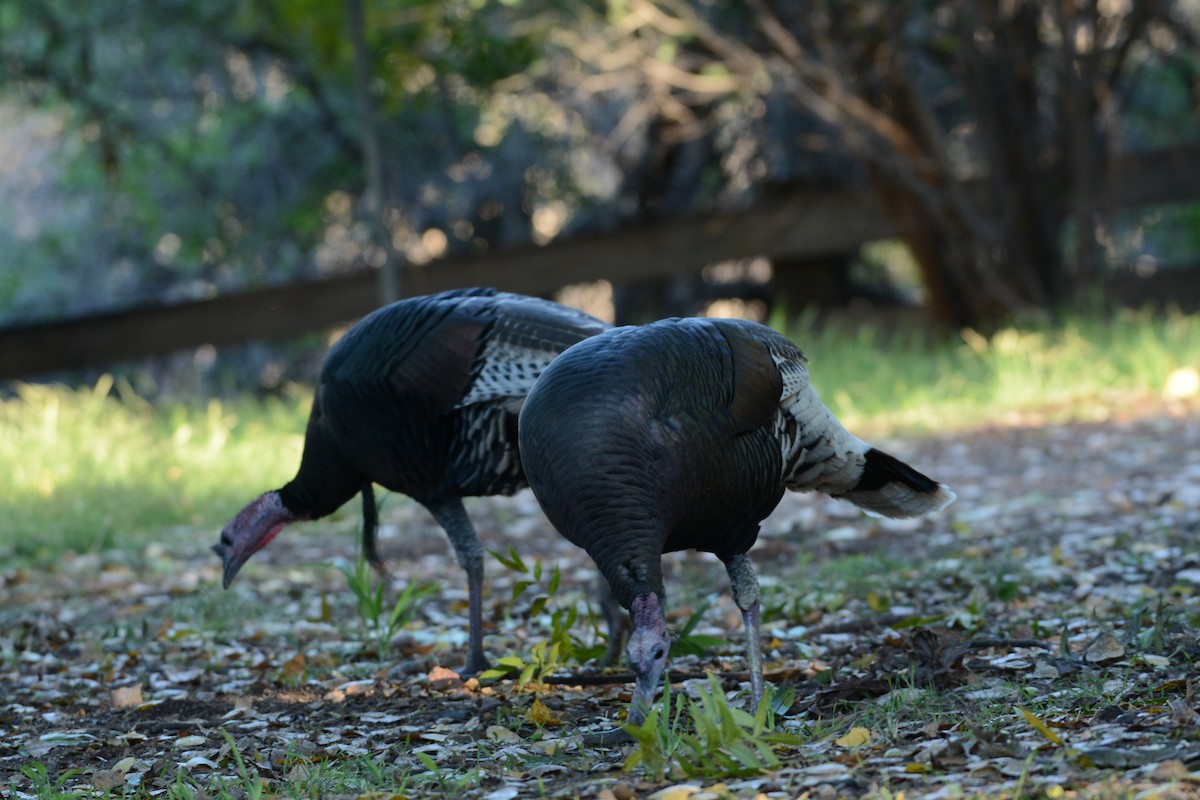 Wild Turkey - ML645813388