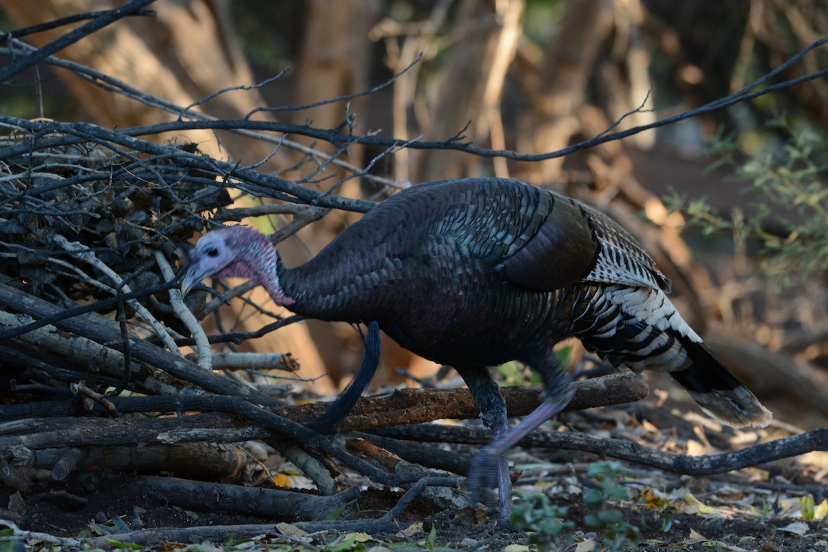 Wild Turkey - ML645813389